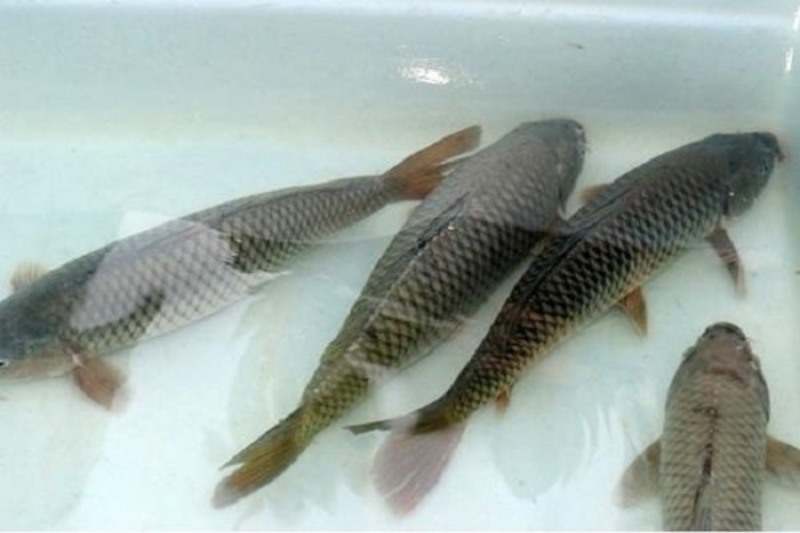 Bật mí ý nghĩa giấc mơ thấy cá trắm đen