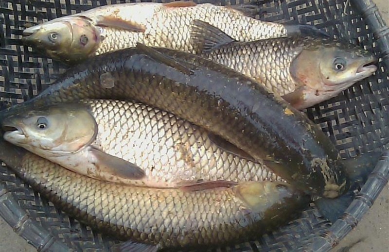 Chiêm bao thấy bố đang làm thịt con cá trắm