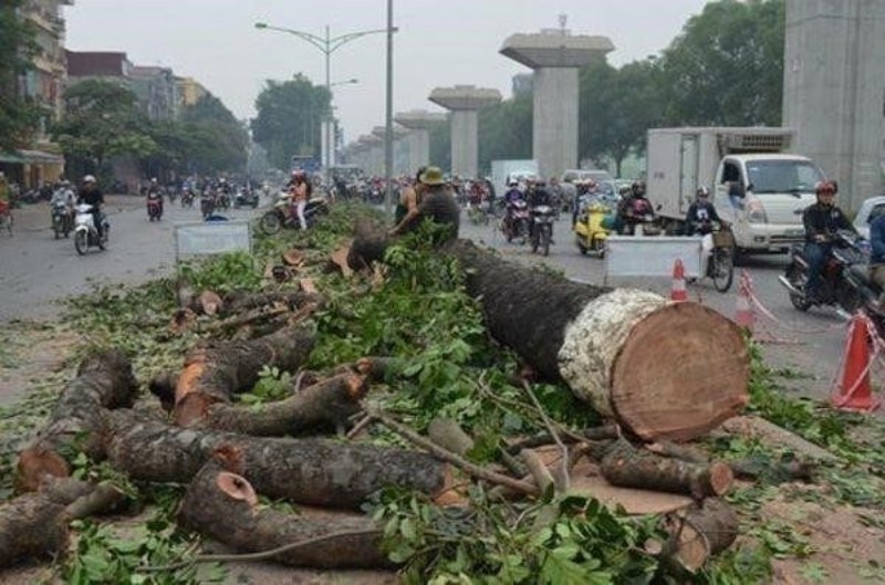 Ý nghĩa hình ảnh mơ thấy cây gãy