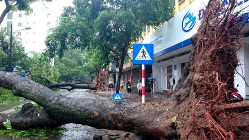 Mộng thấy trời mưa bão làm đổ cây