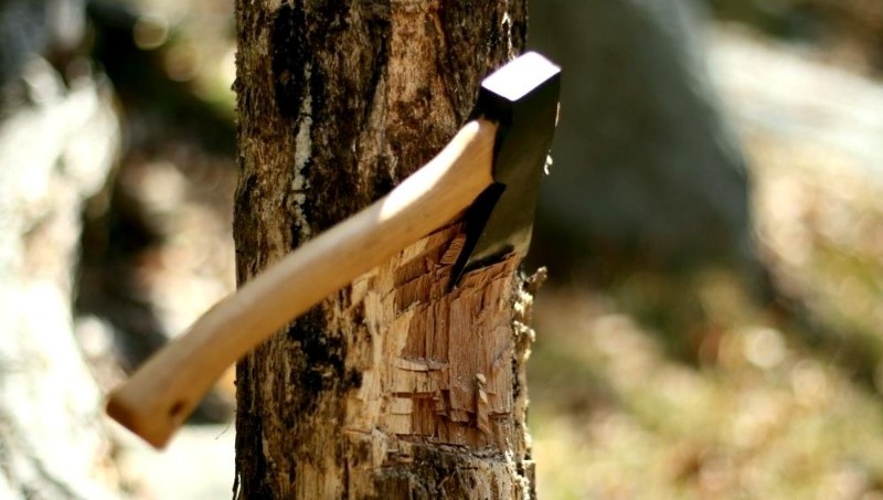 Chiêm bao thấy cây gãy trong rừng