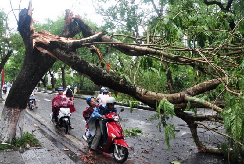 Một số trường hợp khác liên quan đến mộng thấy cây gãy 