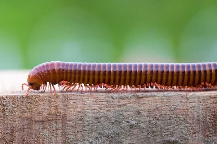 Mơ thấy con cuốn chiếu